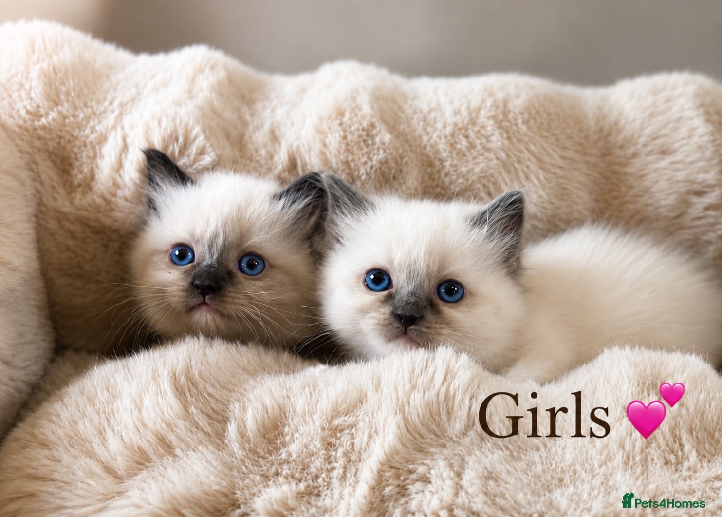Ragdoll cats READY Sunday cute full ragdoll kittens 2 left - Advert 6