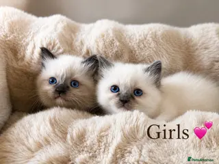 Ragdoll cats READY Sunday cute full ragdoll kittens 2 left - Advert 6