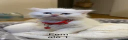 Ragdoll cats for sale: Ragdoll kittens  - Advert 7