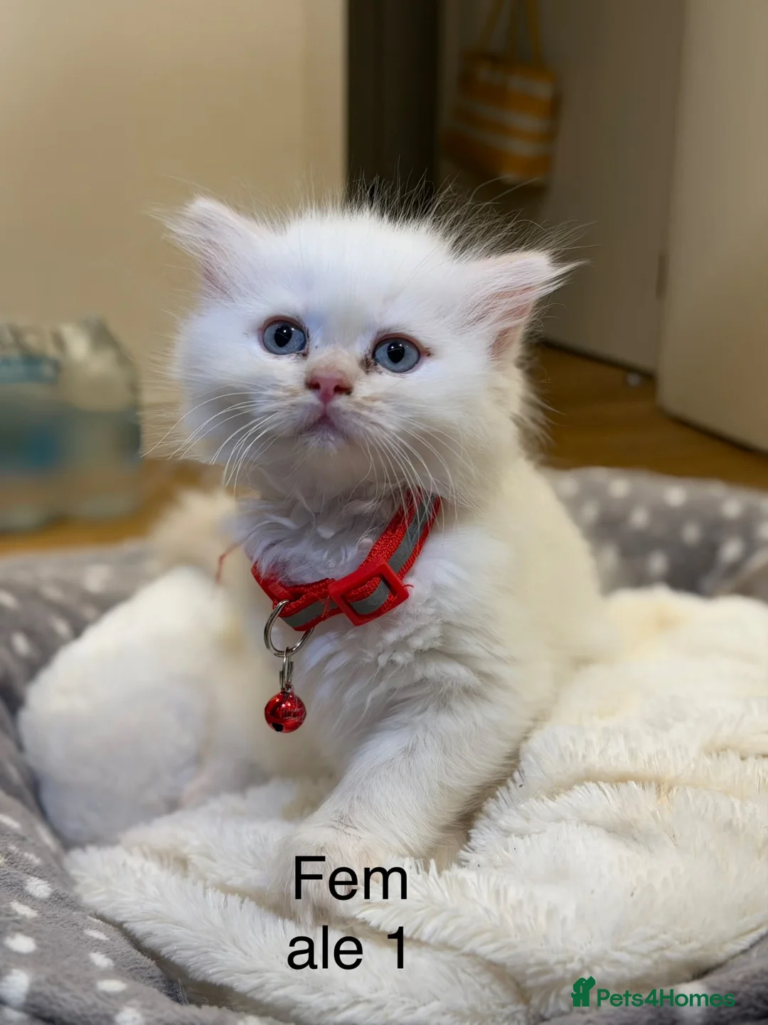 Ragdoll cats for sale: Ragdoll kittens  - Advert 7