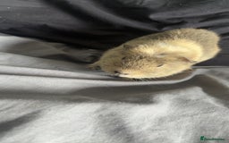 Guinea Pig rodents for sale: Male guineapig for sale £25 - Image 1