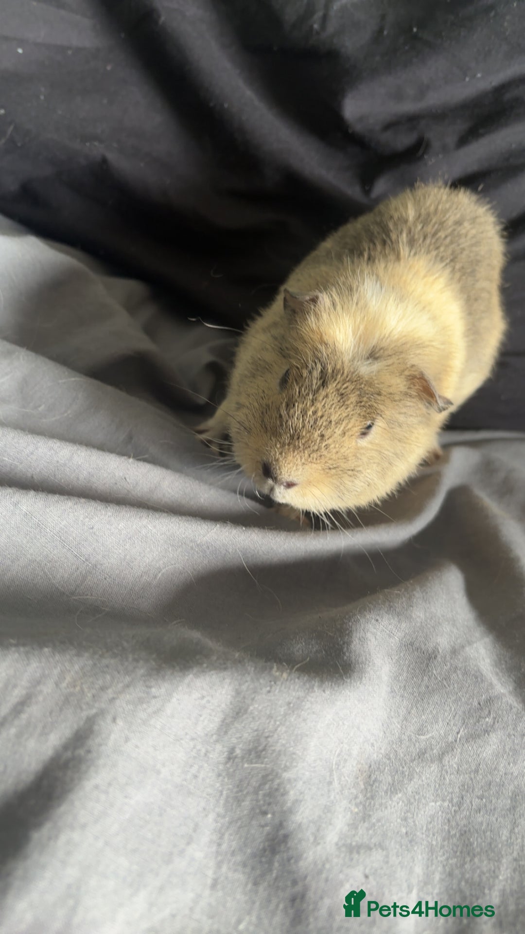 Guinea Pig rodents for sale: Male guineapig for sale £25 - Image 1