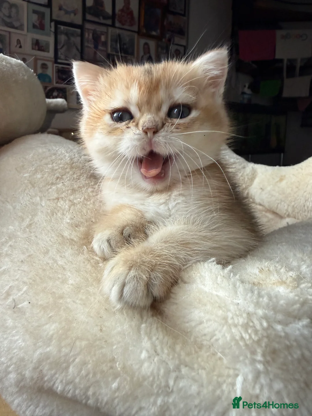 British Shorthair cats for sale: GCCF reg BSH Last Black Golden Female Kitten - Advert 34