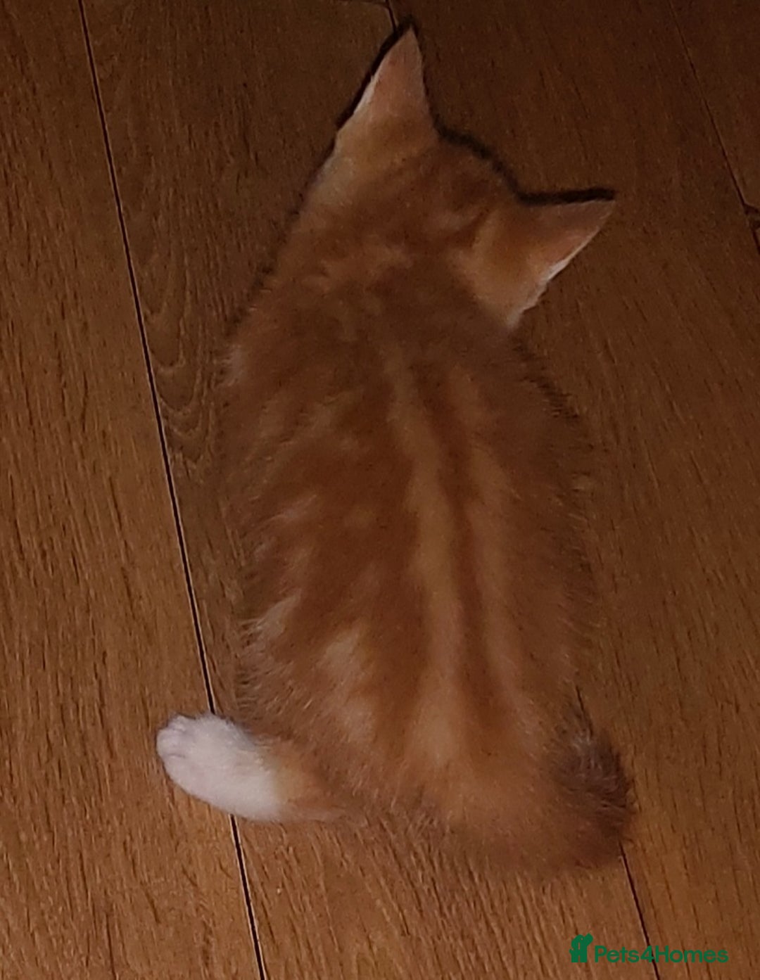 Mixed Breed cats for sale: 1 white, ginger and caramac kitten  - Advert 17