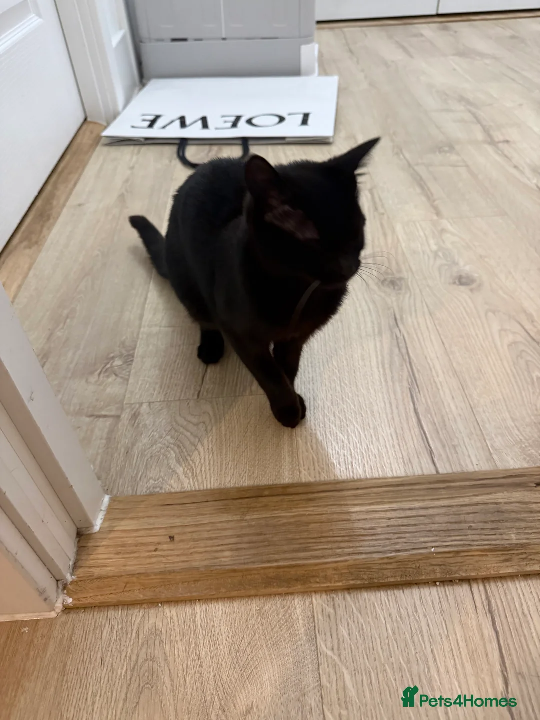 Domestic Shorthair cats for sale: Kiki  - Advert 1