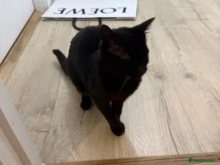 Domestic Shorthair cats Kiki - Advert 2