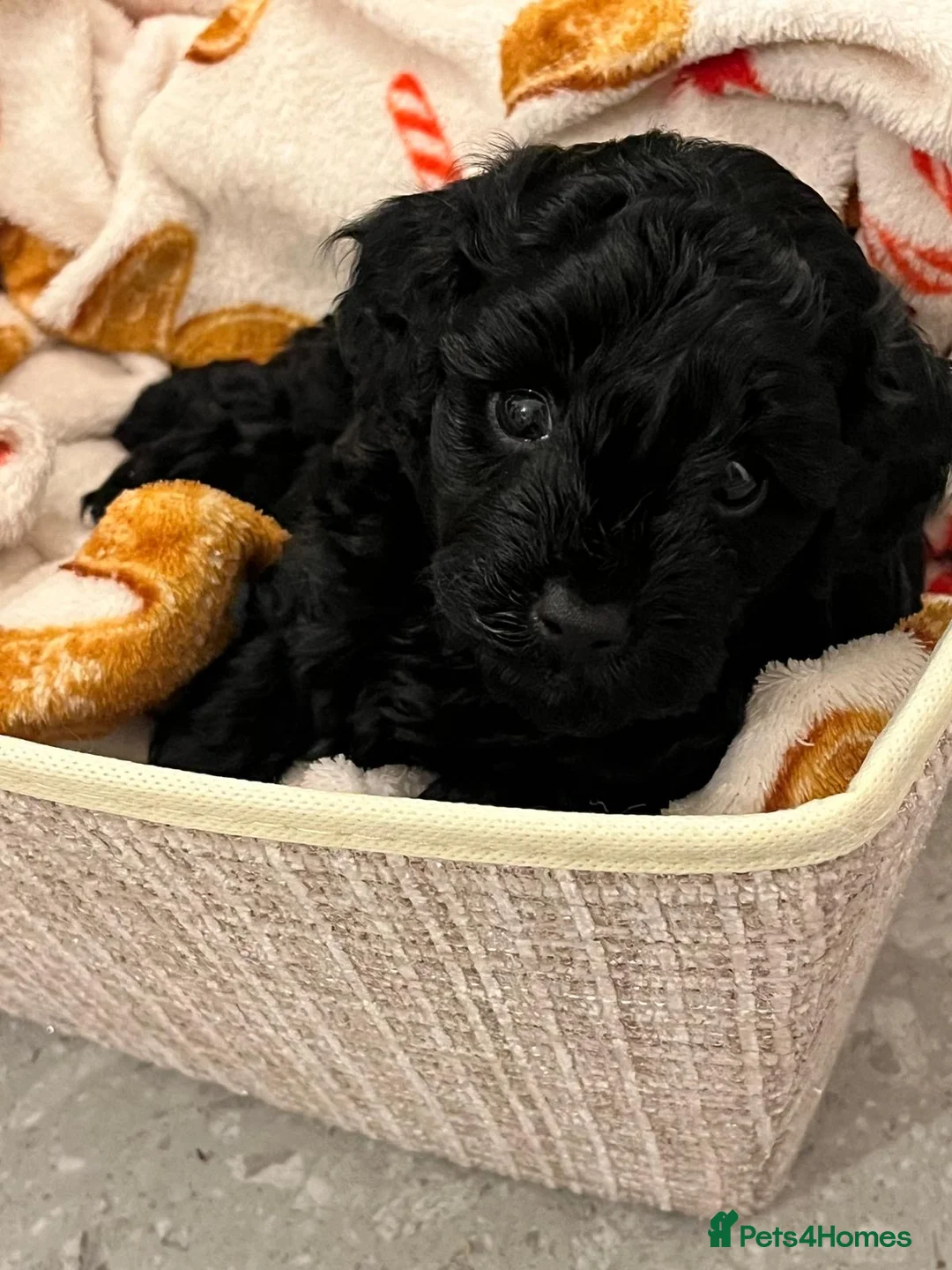 Cavapoo dogs for sale: Beautiful litter of 4 F1b toy cavapoo  in Cardiff - Advert 5