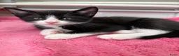 Domestic Shorthair cats for sale: 5 domestic shorthair kittens  - Advert 12
