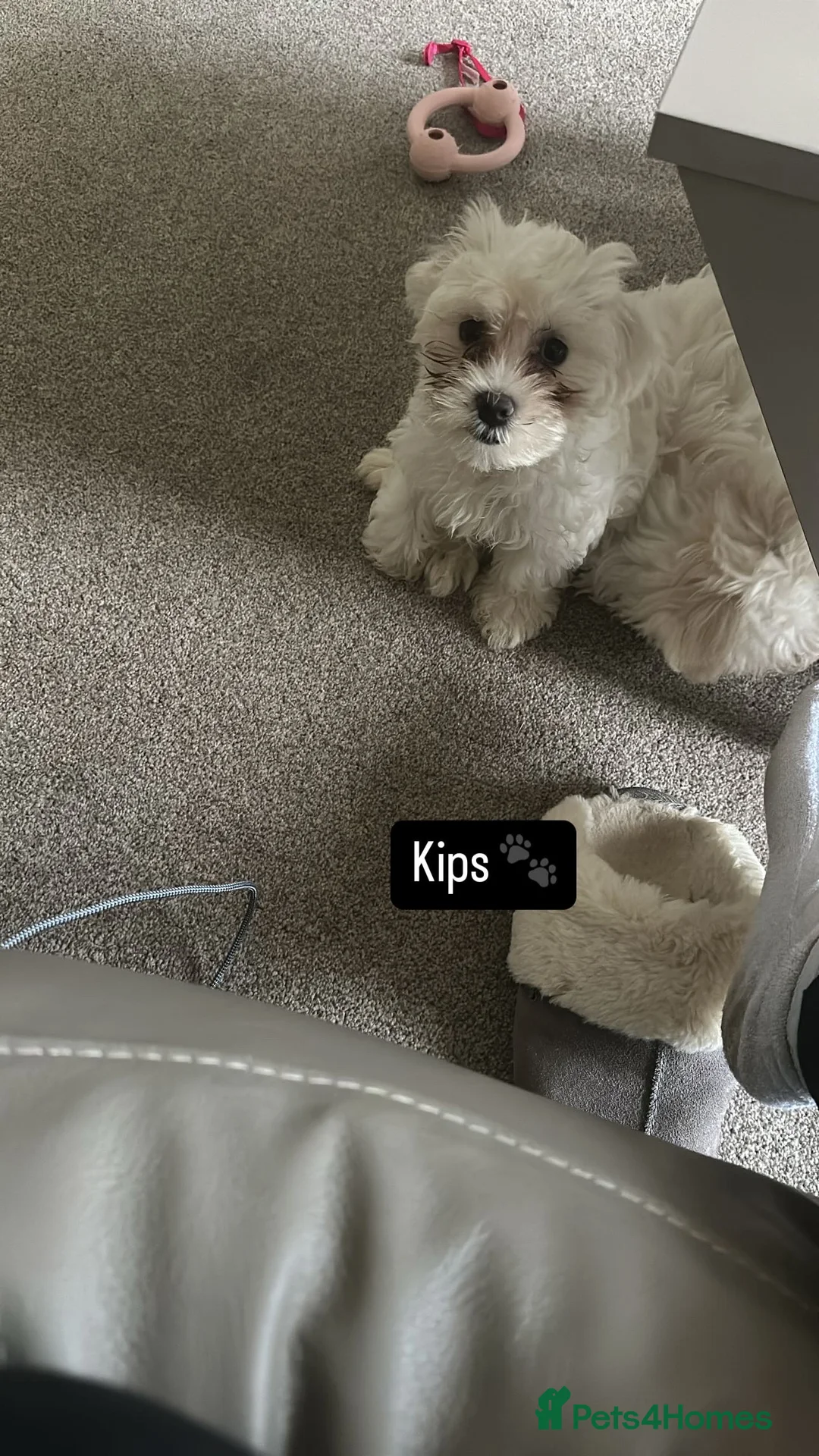 Bichon Frise dogs for sale: Two Mini Bichon Frise Ready for their New Home - Advert 12