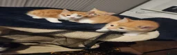 Mixed Breed cats for sale: 4 Gorgeous kittens looking for new home - Advert 11