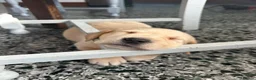Labrador Retriever dogs for sale: Chunky Labrador puppies - Advert 14