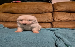 German Shepherd dogs for sale: KC German Shepherd Puppies Blue, White & Black/Tan - Image 27