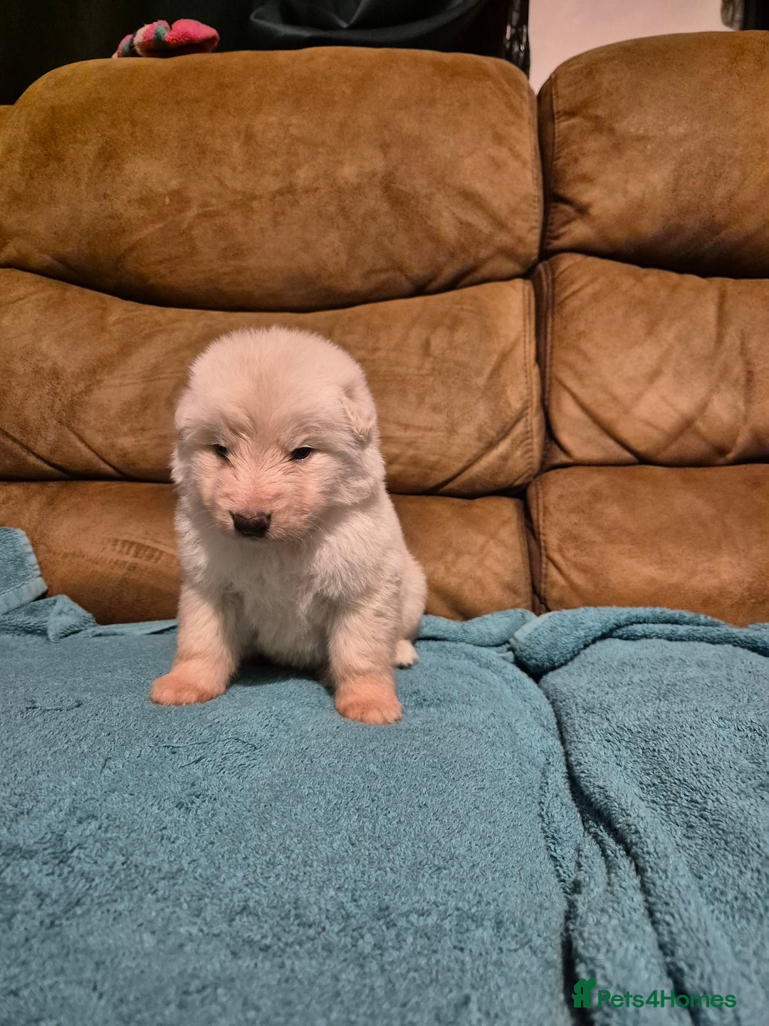 German Shepherd dogs for sale: KC German Shepherd Puppies Blue, White & Black/Tan - Image 27