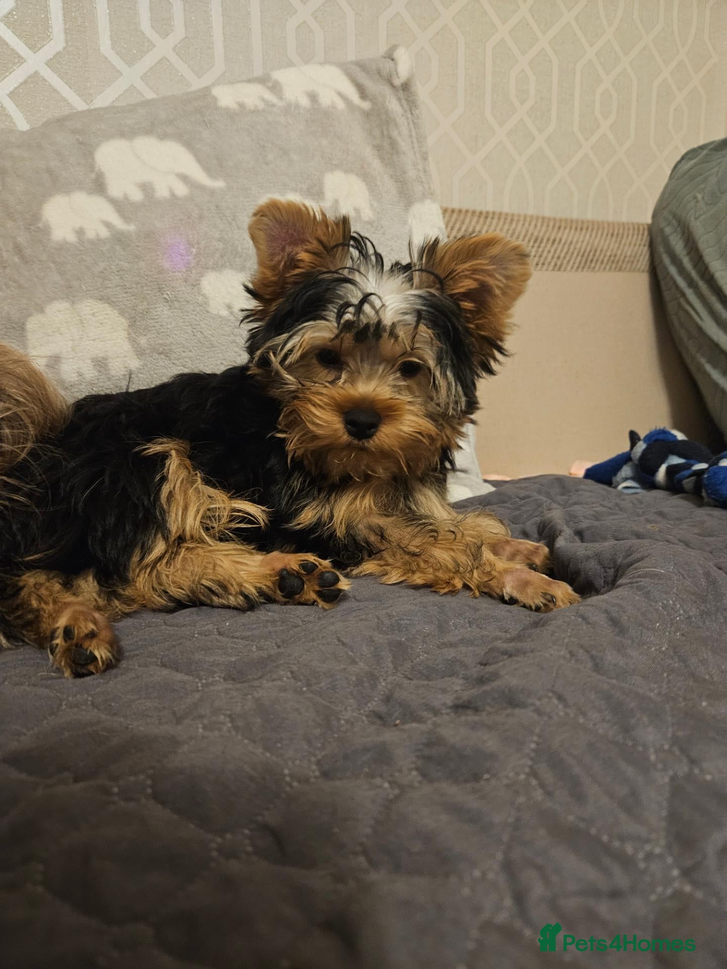 Yorkshire Terrier dogs Last DWKC 3 Yorkshire Terrier Boys  - Advert 4