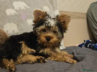 Yorkshire Terrier dogs Last DWKC 3 Yorkshire Terrier Boys - Advert 4