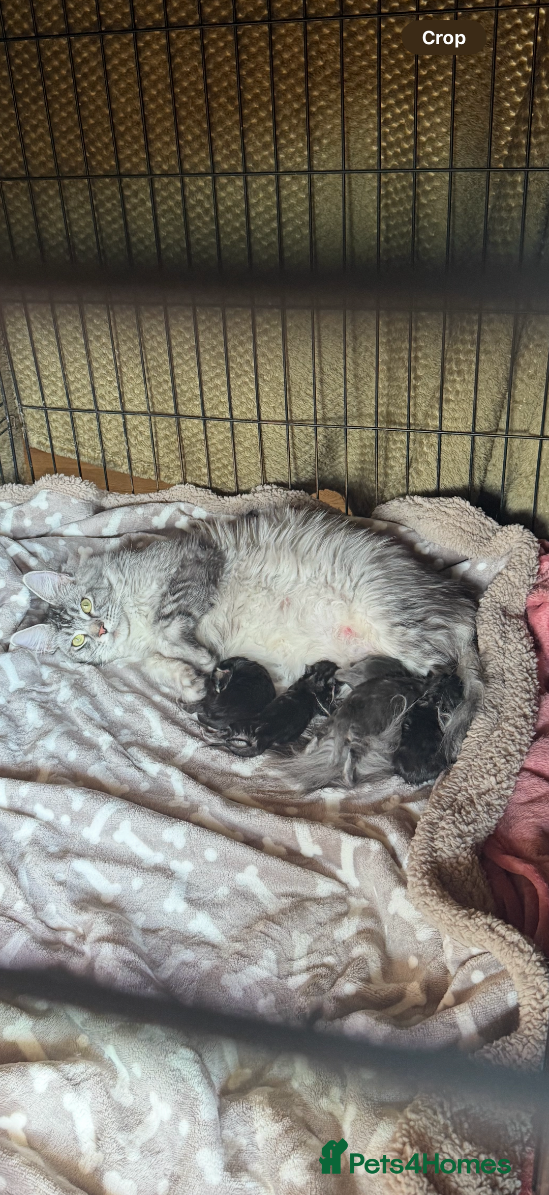 Maine Coon cats for sale: Beautiful pedigree maine coons, open to offers - Image 21