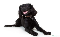 Cockapoo dogs for stud: F1B Cockapoo (looks like spaniel father) for stud - Image 5