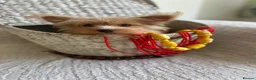 Yorkshire Terrier dogs for sale: Gorgeous Yorkshire Terriers - Advert 5