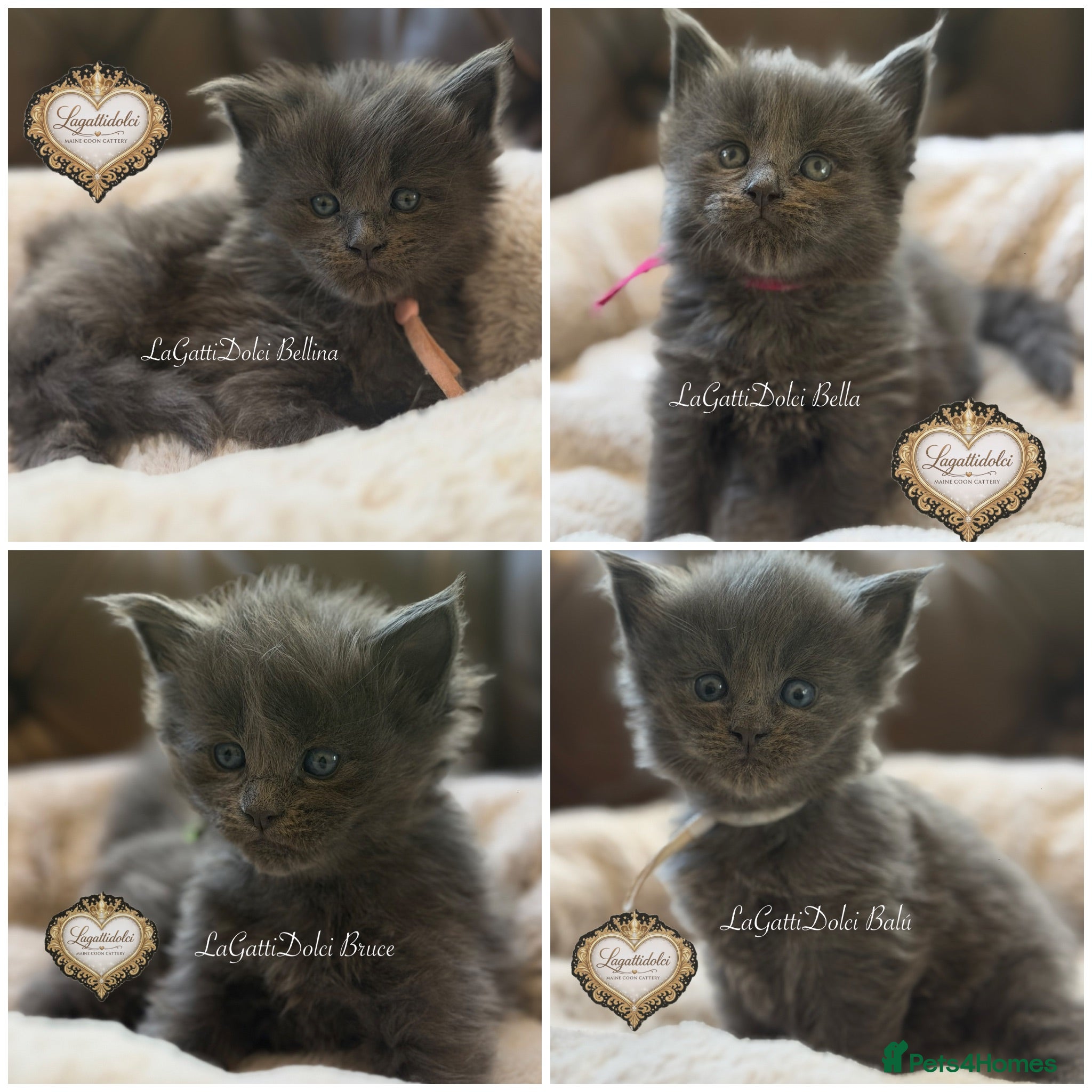 Maine Coon cats 🏆⭐️XXL Blue Maine Coons - Champion Lines⭐️🏆 - Advert 1