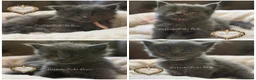 Maine Coon cats for sale: 🏆⭐️XXL Blue Maine Coons - Champion Lines⭐️🏆 - Advert 1