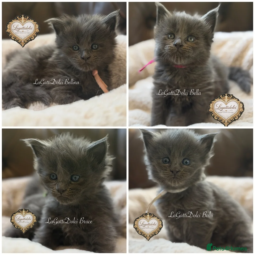 Maine Coon cats for sale: 🏆⭐️XXL Blue Maine Coons - Champion Lines⭐️🏆 - Advert 1
