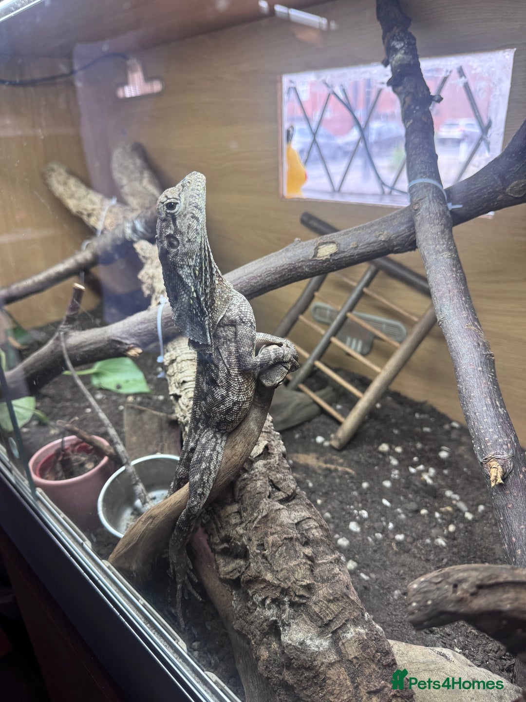 Dragon reptiles for sale: Frilled Lizard, female, experienced keeper only  - Image 2