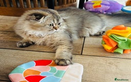 Scottish Fold cats for sale: 🩷💜Amazing Scottish Fold Kittens - Image 5