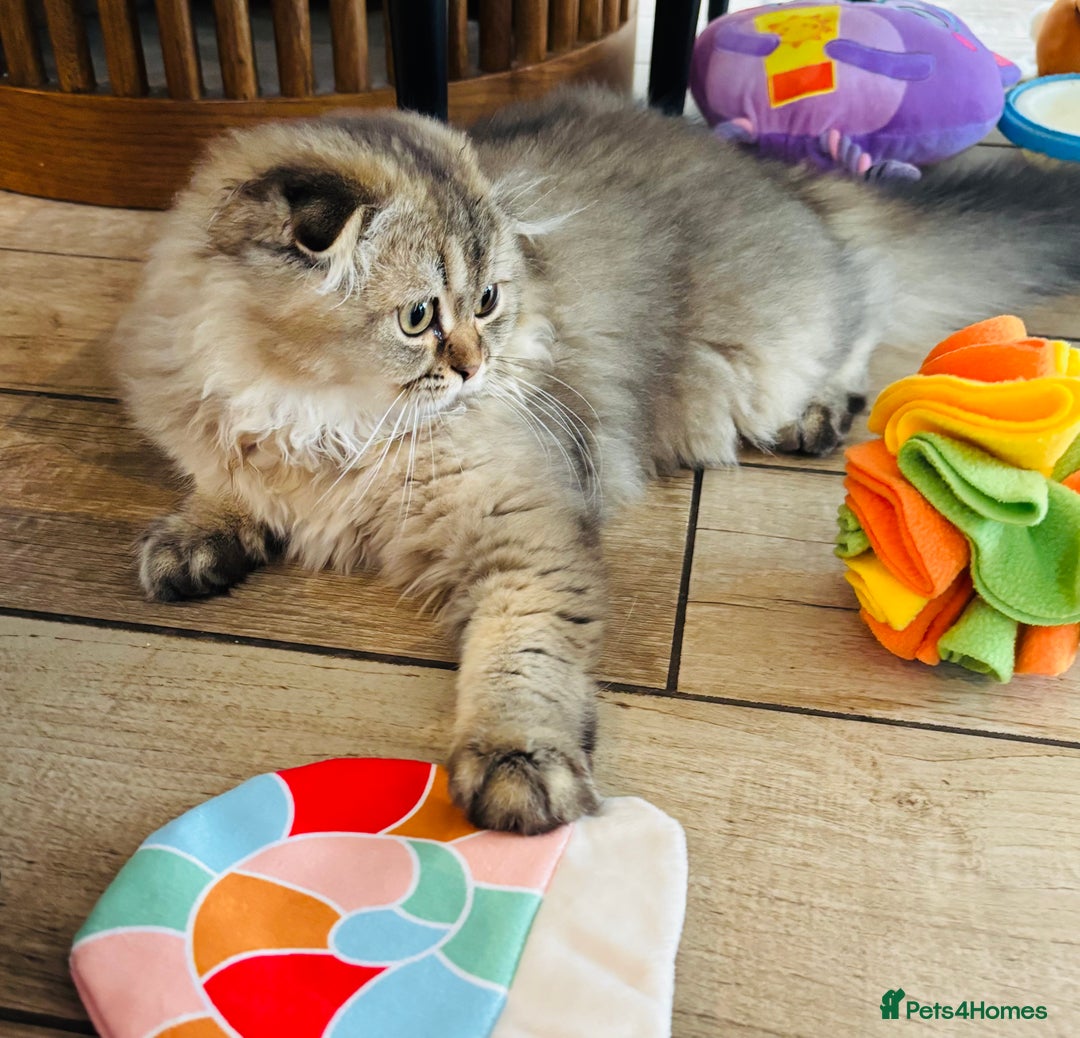 Scottish Fold cats for sale: 🩷💜Amazing Scottish Fold Kittens - Image 5