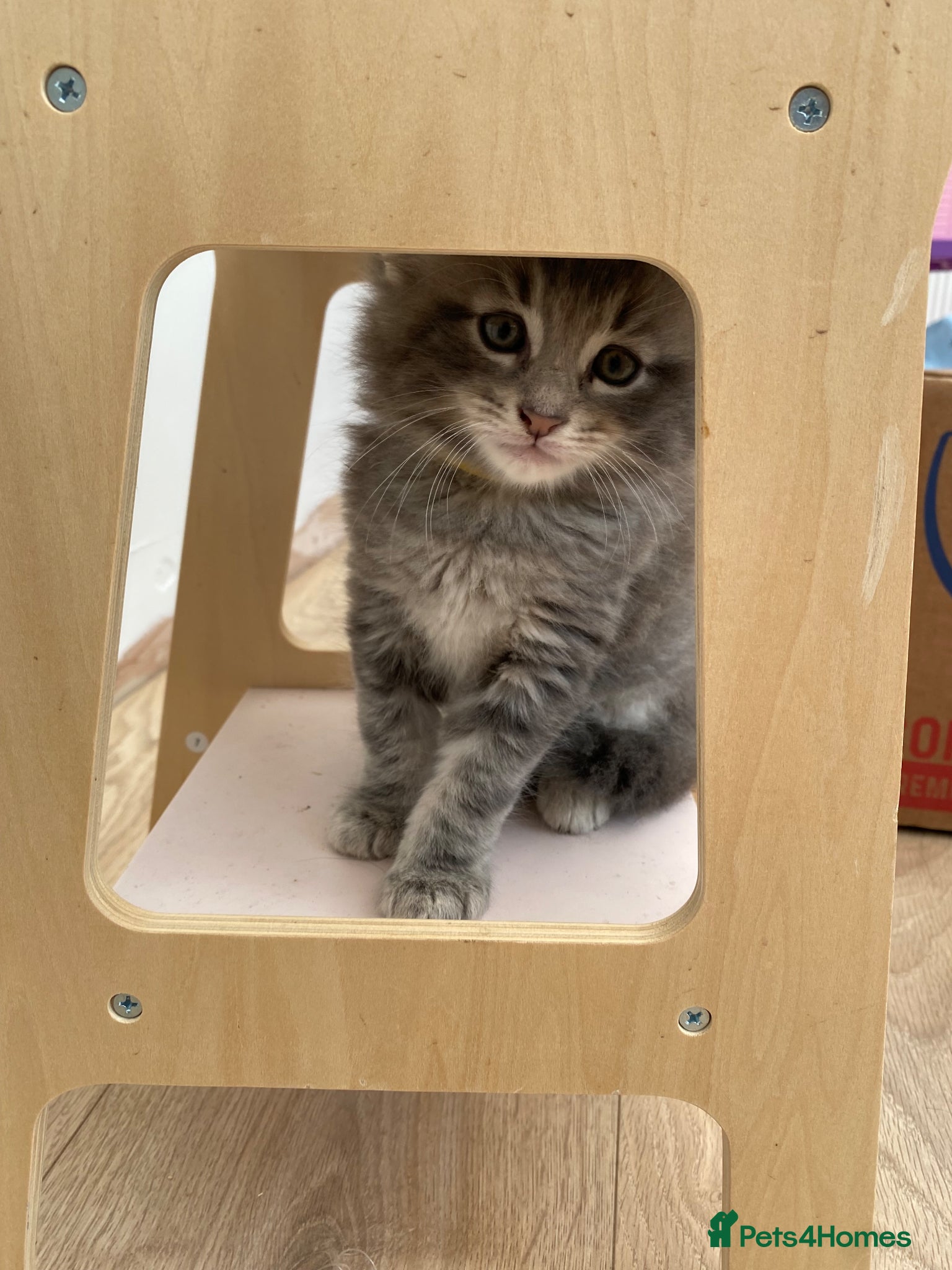 Maine Coon cats for sale: Stunning litter of 3 Maine Coon Female Kittens  - Advert 12