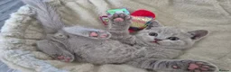 British Shorthair cats for sale: British shorthair kittens  - Advert 3