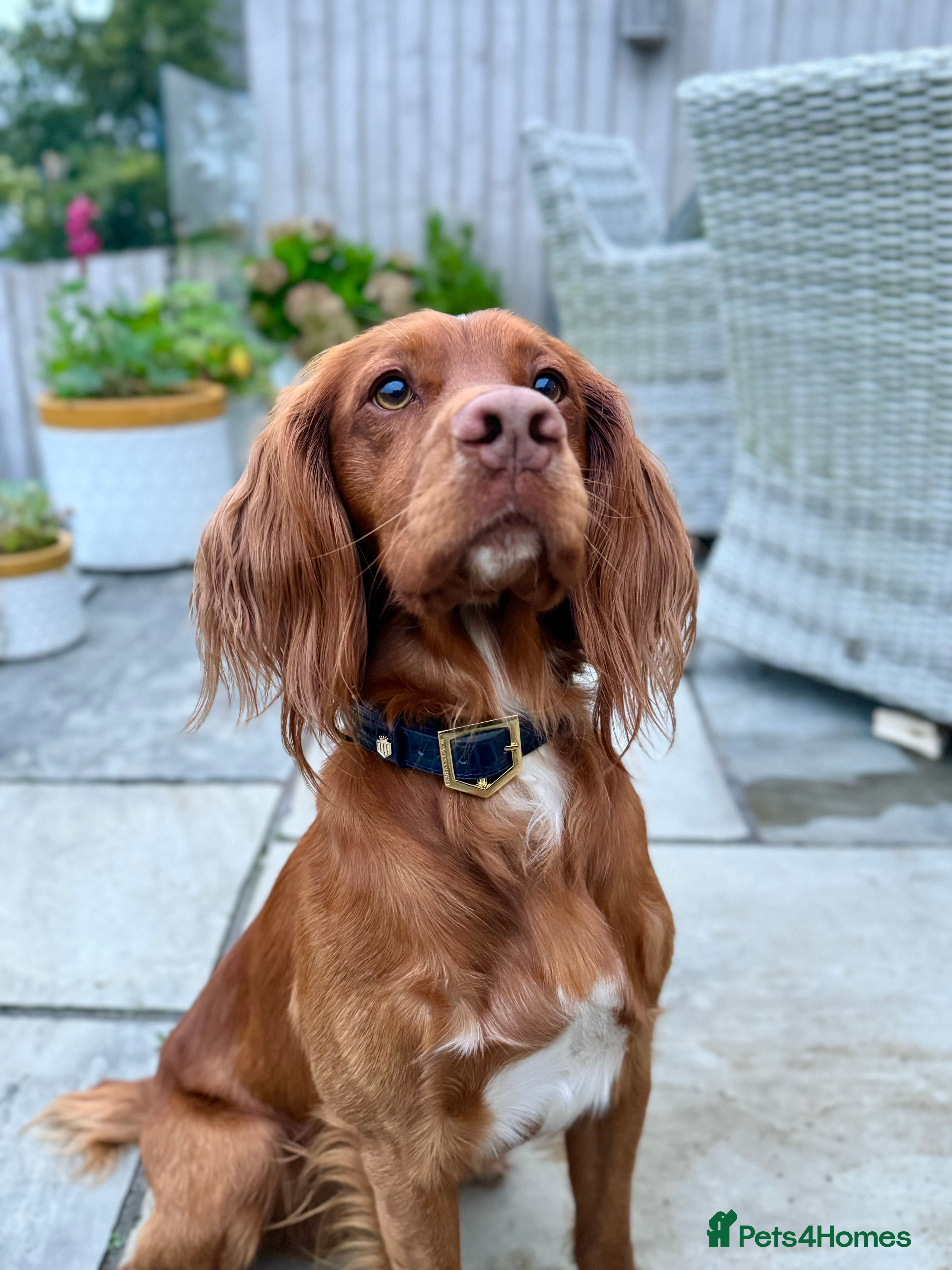 Cocker Spaniel dogs Proven Red Working Cocker Spaniel FOR STUD in Torrington - Advert 1