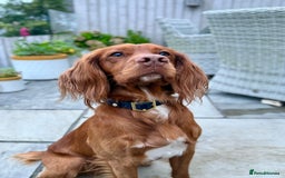 Cocker Spaniel dogs for stud: Proven Red Working Cocker Spaniel FOR STUD in Torrington - Image 1