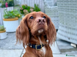 Cocker Spaniel dogs Proven Red Working Cocker Spaniel FOR STUD in Torrington - Advert 1