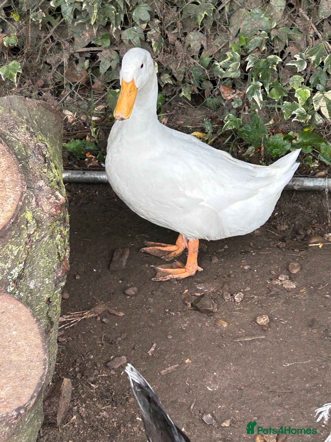 Ducks poultry for sale: 2 duck for sale  - Image 2