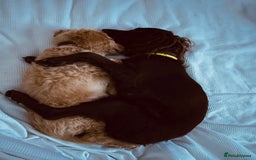 Cocker Spaniel dogs for sale: working line cocker spaniel  - Image 4