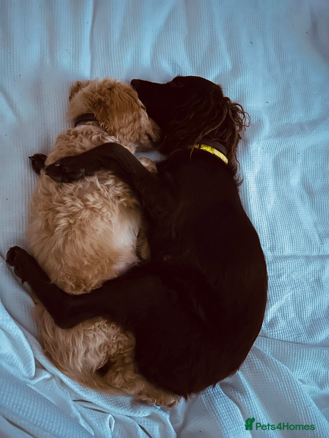 Cocker Spaniel dogs for sale: working line cocker spaniel  - Image 4