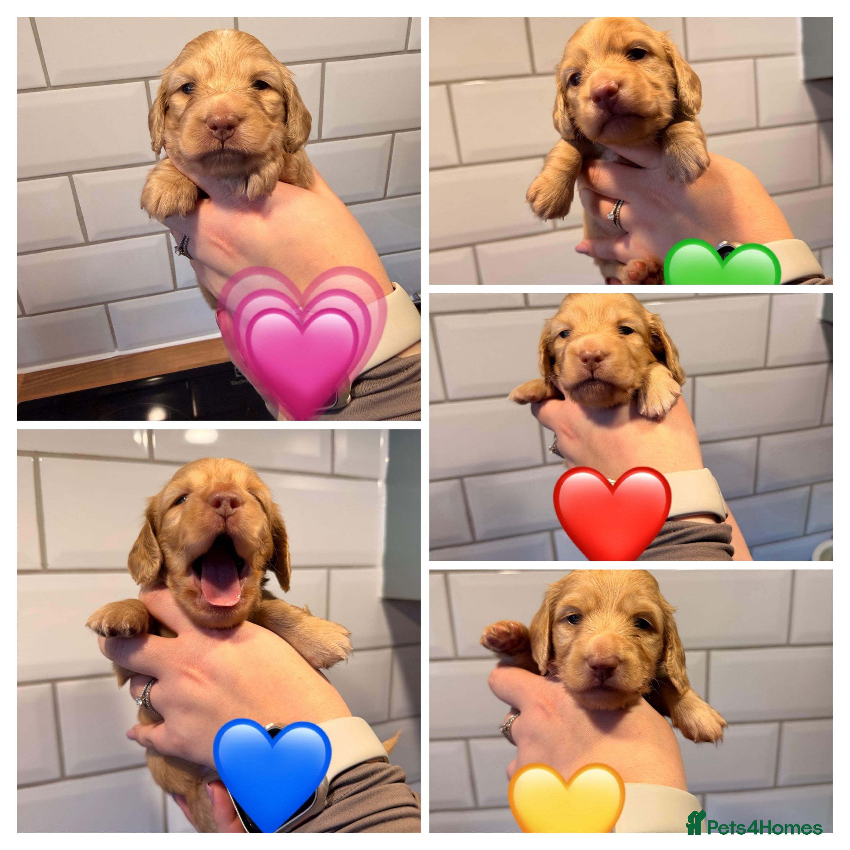 Miniature Dachshund dogs Kennel Club Cream Miniature Long-Haired Dachshunds - Advert 2