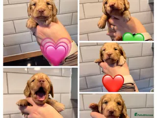 Miniature Dachshund dogs Kennel Club Cream Miniature Long-Haired Dachshunds - Advert 11