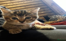 Mixed Breed cats for sale: Mixed coloured kittens looking for new homes!  - Image 2