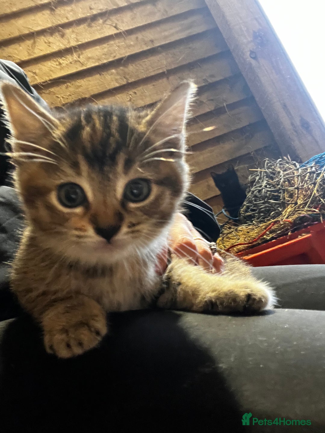 Mixed Breed cats for sale: Mixed coloured kittens looking for new homes!  - Image 2
