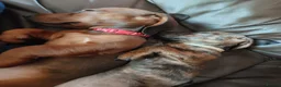 Dachshund dogs for sale: Unusual Red Fade & Red Brindle Standard dachshunds - Advert 17