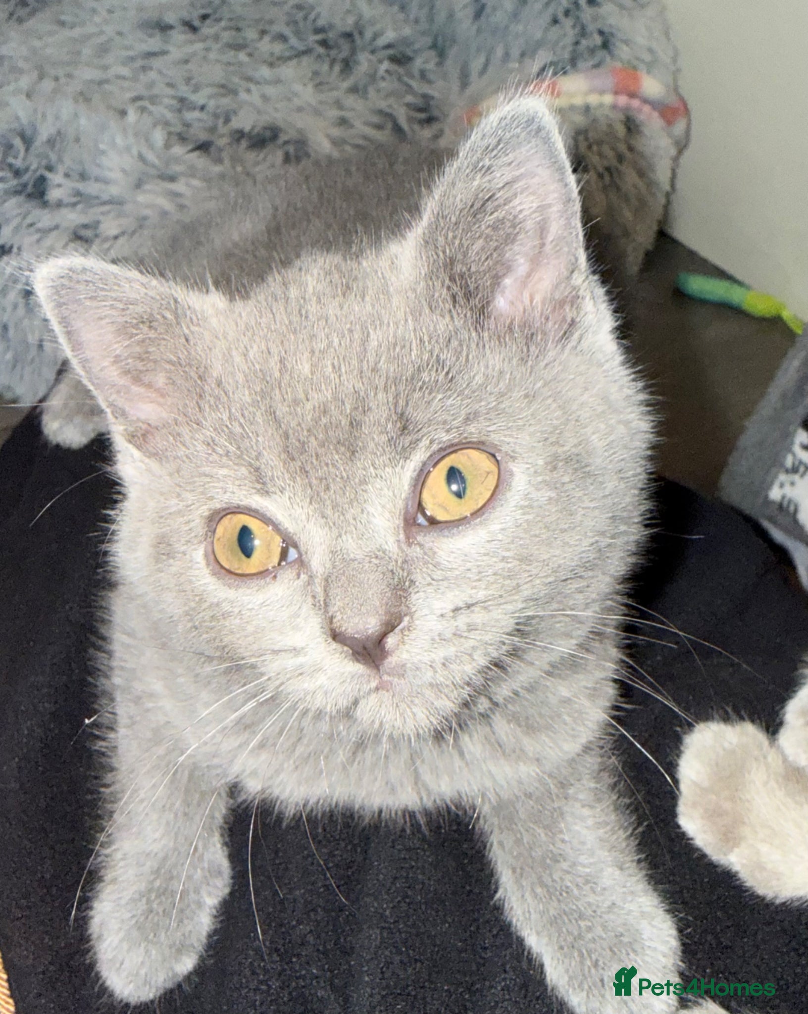 British Shorthair cats Beautiful last boy remaining  - Advert 1