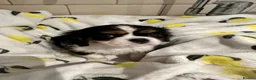 Cavalier King Charles Spaniel dogs for sale: Male and female Tri cavalier  - Advert 14