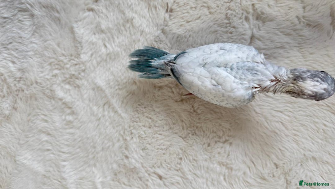 Parakeets birds for sale: Rare BabyBlue Pied Indian Ringneck Hand-Reared&DNA - Image 5
