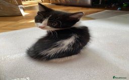 Domestic Shorthair cats for sale: 5 gorgeous little kittens looking for new homes - Image 20