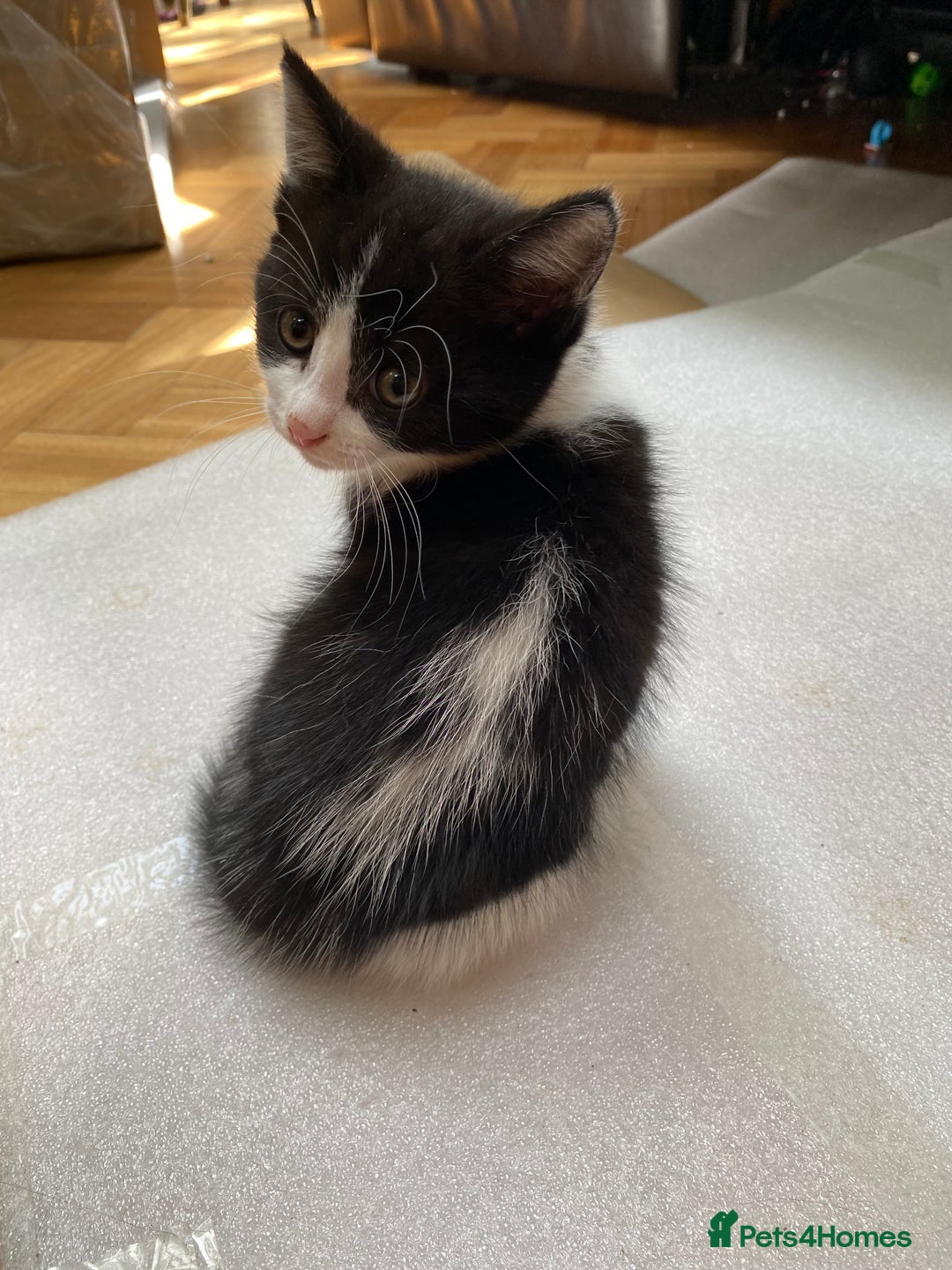 Domestic Shorthair cats for sale: 5 gorgeous little kittens looking for new homes - Image 20