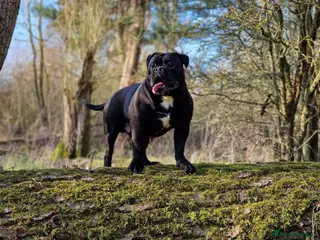 Olde English Bulldogge dogs Rare black olde English bulldogge male - Advert 1