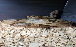Boa Snake reptiles for sale: Nicaragua Boa Female approx 5 years old and Set Up - Image 2