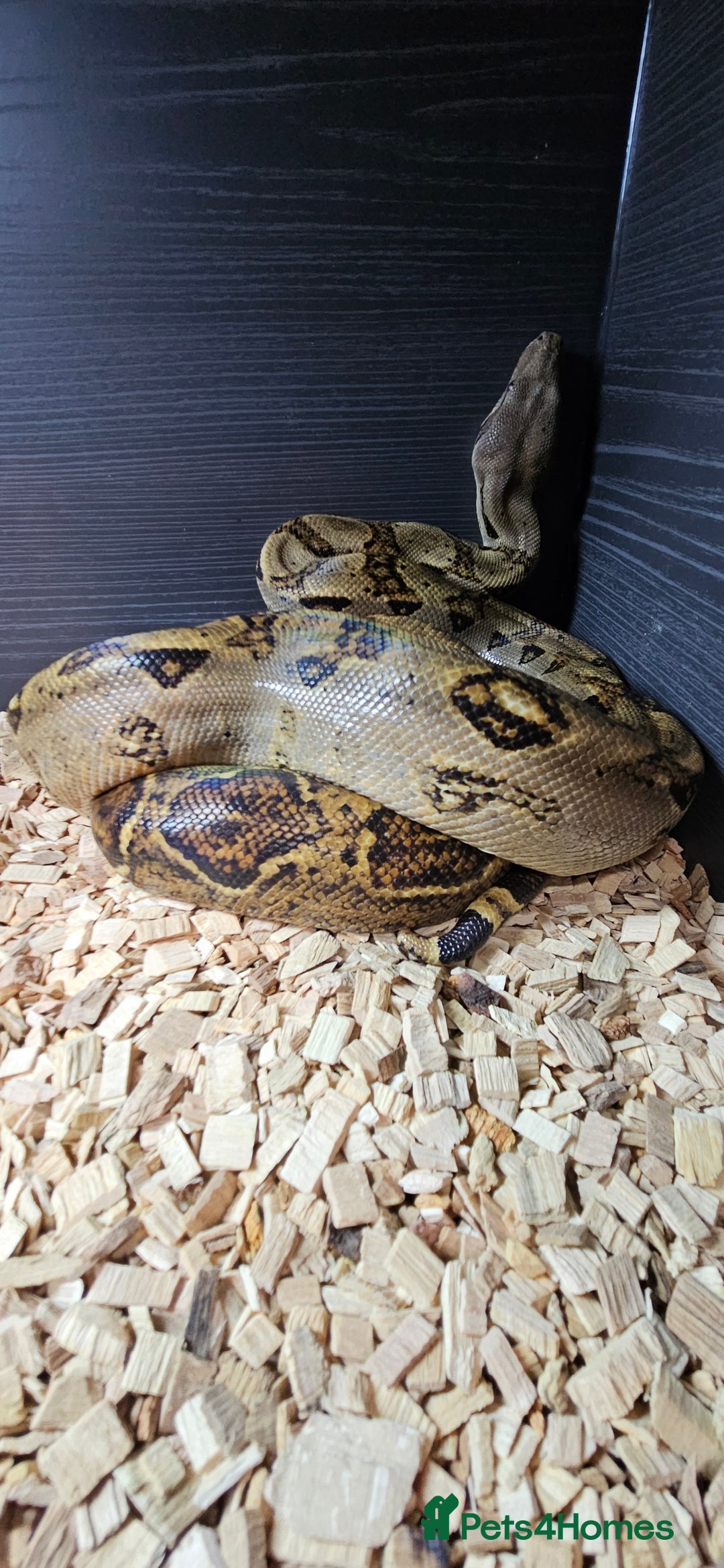 Boa Snake reptiles for sale: Nicaragua Boa Female approx 5 years old and Set Up - Image 2