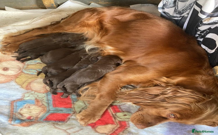 Cocker Spaniel dogs - Advert 1